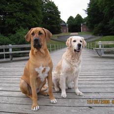 Broholmer Freya nu 2 år R.I.P.