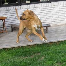 Broholmer Freya nu 2 år R.I.P.