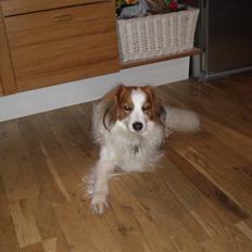 Kooikerhondje Robin