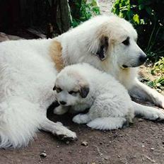 Pyreneerhund Sandybear's Esibelle
