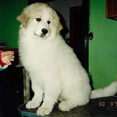 Pyreneerhund Sandybear's Esibelle