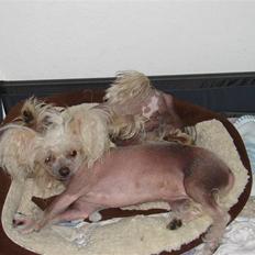 Chinese crested hårløs tulle