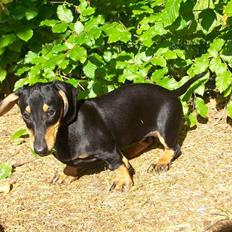 Gravhund Baby <3 SOLGT :(