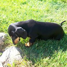 Gravhund Baby <3 SOLGT :(