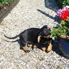 Gravhund Baby <3 SOLGT :(