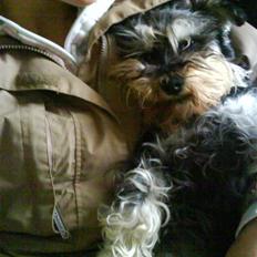 Dvaergschnauzer Futte