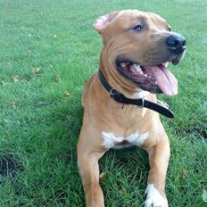 Amerikansk staffordshire terrier Armani  *Solgt*