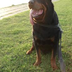 Rottweiler Titan 1998-2008 R.I.P 