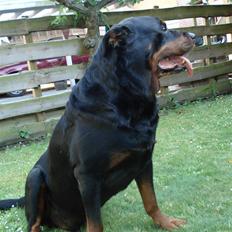 Rottweiler Titan 1998-2008 R.I.P 
