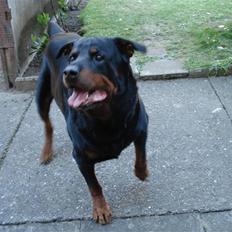 Rottweiler Titan 1998-2008 R.I.P 