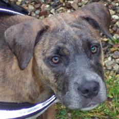 Amerikansk staffordshire terrier angel <3 