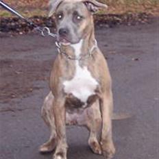 Amerikansk staffordshire terrier angel <3 