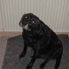 Labrador retriever Trunde R.I.P