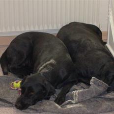 Labrador retriever Trunde R.I.P