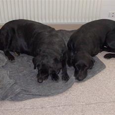Labrador retriever Trunde R.I.P