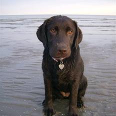 Labrador retriever Østrupgård Sally