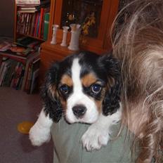 Cavalier king charles spaniel kiki