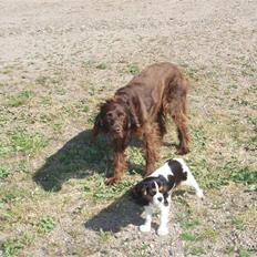 Cavalier king charles spaniel kiki