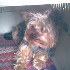 Yorkshire terrier ballou<33