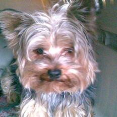 Yorkshire terrier ballou<33