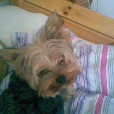 Yorkshire terrier ballou<33