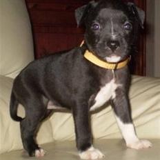 Staffordshire bull terrier Lusty Liza *Solgt*