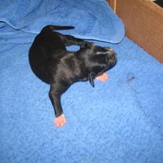 Staffordshire bull terrier Lusty Liza *Solgt*