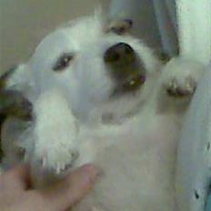 Jack russell terrier snack<33