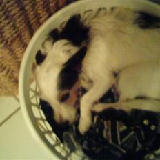 Jack russell terrier snack<33