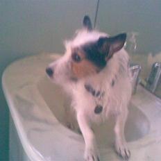 Jack russell terrier snack<33