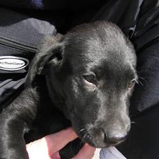 Labrador retriever Zacko