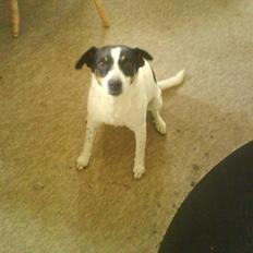 Dansk svensk gaardhund zjang tak for alt <3;(