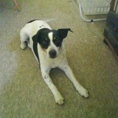 Dansk svensk gaardhund zjang tak for alt <3;(