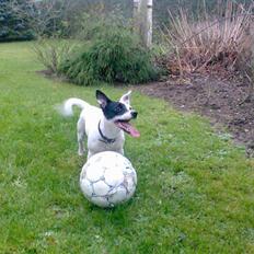 Jack russell terrier Zorro