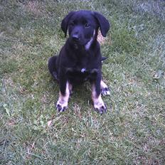 Blanding af racer Bella 