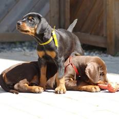 Dobermann *Charming Chick*