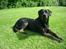 Blanding af racer R.I.P. Tiger <3 - Smukke Tiger nyder det gode vejr