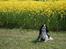 Cavalier king charles spaniel  Gibson  - Se hvor fin jeg er....Maj 08