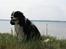 Cavalier king charles spaniel  Gibson  - Pyha det er varmt... Maj 08