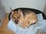 Schæferhund Sippo 'R.I.P' - Hey se min dejlige kurv