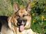 Schæferhund Sippo 'R.I.P' - Hmm sol er godt