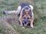 Schæferhund Sippo 'R.I.P' - Mor sagde dæk...