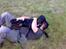 Blanding af racer GD&ROTTWEILER - Cola -
