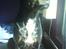 Blanding af racer GD&ROTTWEILER - Cola -