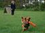 Nova scotia duck tolling retriever Laura