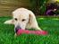 Labrador retriever Pongo