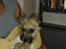 Cairn terrier Ferns Quickstepper