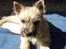 Cairn terrier Ferns Quickstepper