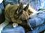 Schæferhund Sippo 'R.I.P' - Nu er jeg altså lidt sur.