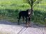 Dobermann Rocco R.I.P. -2008